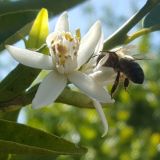 Fruta Ecológica Sostenible
