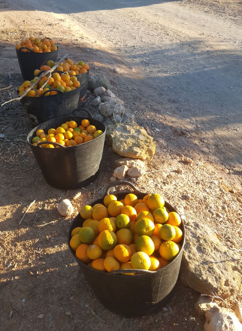 Fruta Ecológica