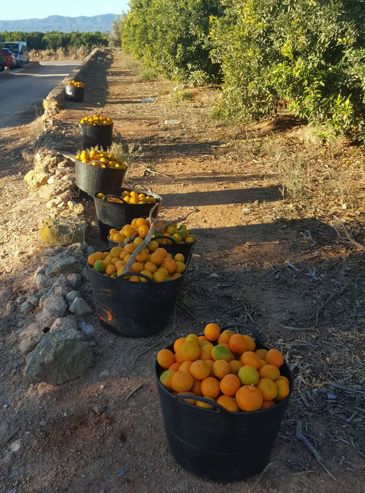 Lucía Fruits: Fruta Ecológica Sostenible