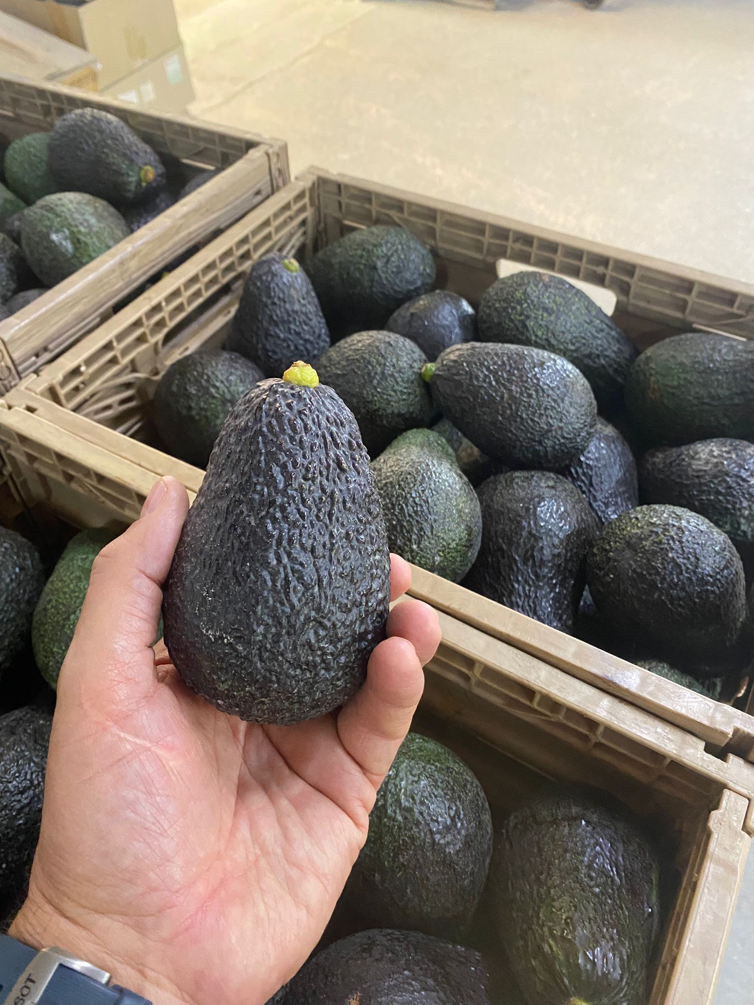Se aproxima la campaña de AGUACATE BIO HASS de Valencia.