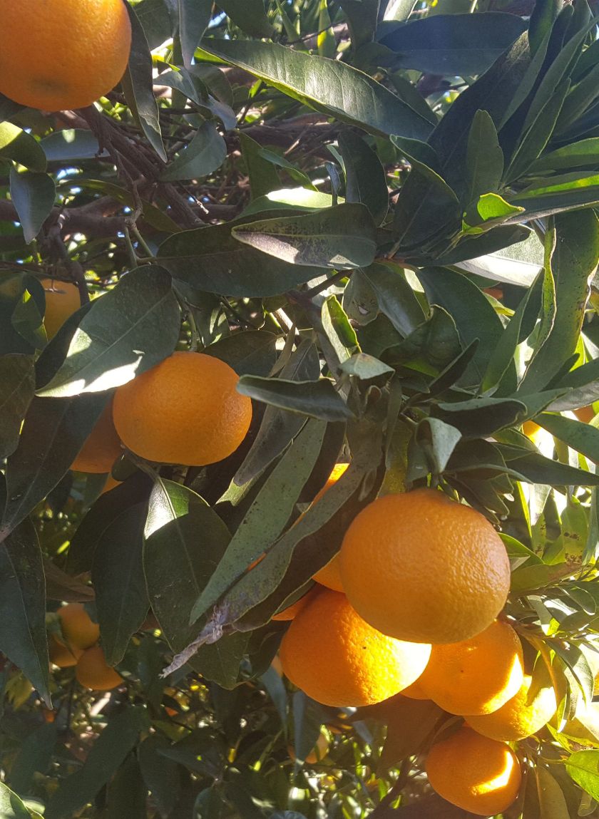Fruta Ecológica