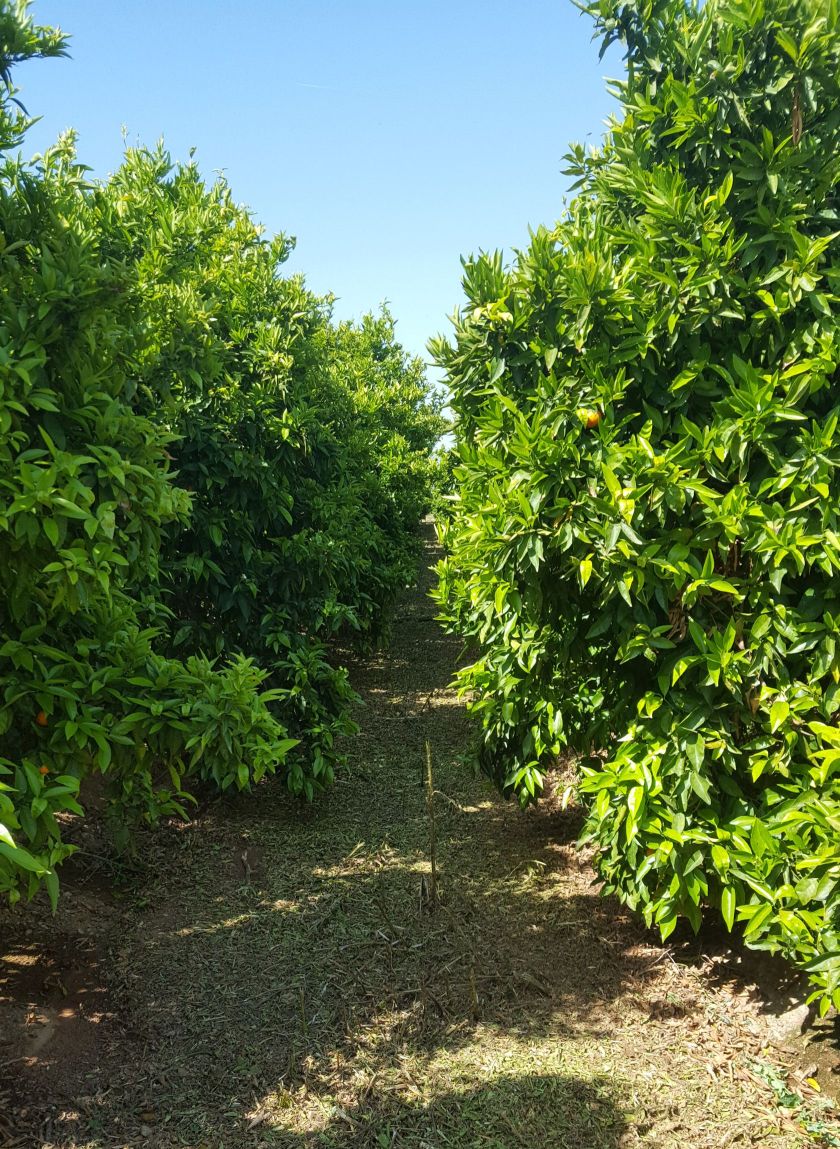 Fruta Ecológica