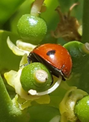 Fruta Ecológica y mariquita